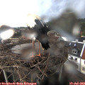 20_40-nest.jpg