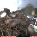 20_45-nest.jpg