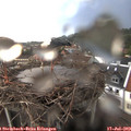 20_50-nest.jpg