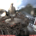 20_55-nest.jpg