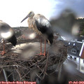 21_00-nest.jpg
