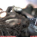 21_05-nest.jpg