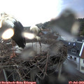 21_10-nest.jpg