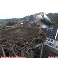 05_45-nest.jpg