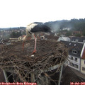 05_50-nest.jpg