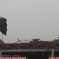 05_55-mast.jpg