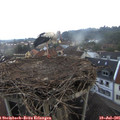 05_55-nest.jpg