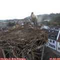 06_00-nest.jpg