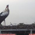 06_05-mast.jpg