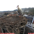 06_10-nest.jpg