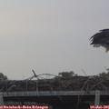 06_15-mast.jpg