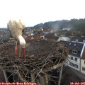 06_15-nest.jpg