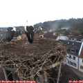 06_20-nest.jpg