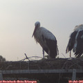 06_25-mast.jpg