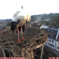 06_25-nest.jpg