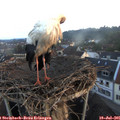 06_30-nest.jpg