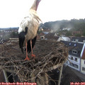 06_35-nest.jpg