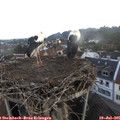 06_40-nest.jpg