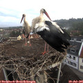 06_50-nest.jpg