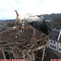 06_55-nest.jpg