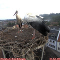 07_00-nest.jpg