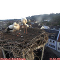 07_05-nest.jpg