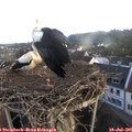 07_10-nest.jpg
