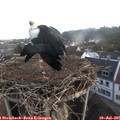 07_15-nest.jpg