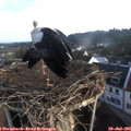 07_20-nest.jpg