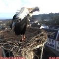 07_25-nest.jpg