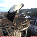 07_30-nest.jpg