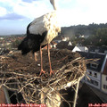 07_35-nest.jpg