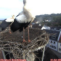 07_40-nest.jpg