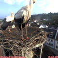 07_45-nest.jpg