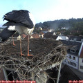 07_50-nest.jpg