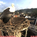 08_00-nest.jpg