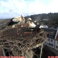08_05-nest.jpg