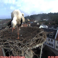 08_10-nest.jpg