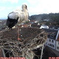 08_15-nest.jpg