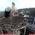 08_20-nest.jpg