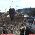 08_25-nest.jpg
