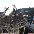08_30-nest.jpg