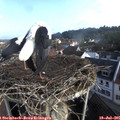 08_35-nest.jpg