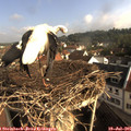 08_40-nest.jpg