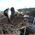 08_45-nest.jpg