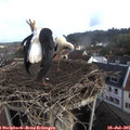 08_50-nest.jpg