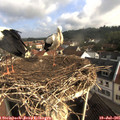 08_55-nest.jpg