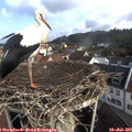 09_00-nest.jpg