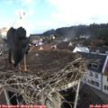 09_05-nest.jpg