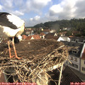 09_10-nest.jpg